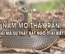 Nằm Mơ Thấy Chặt Đầu Rắn